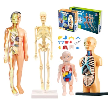 Simulare Schelet Uman Model de Anatomie a Corpului Uman Modelul Instrumente de Predare Pentru Elevii de BRICOLAJ, Jucarii Educative Pentru Copilul 3D Corpul Uman
