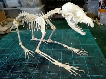 1buc Vulpes vulpes Red Fox, Silver Fox, Cross Fox Craniu complet schelet animal specimen
