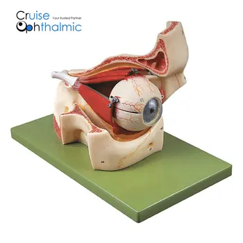 Premium Orbită și mușchii oculari 5X Ocular Model | Pentru predare și demonstrație de Ochi Model, Modelul Anatomice